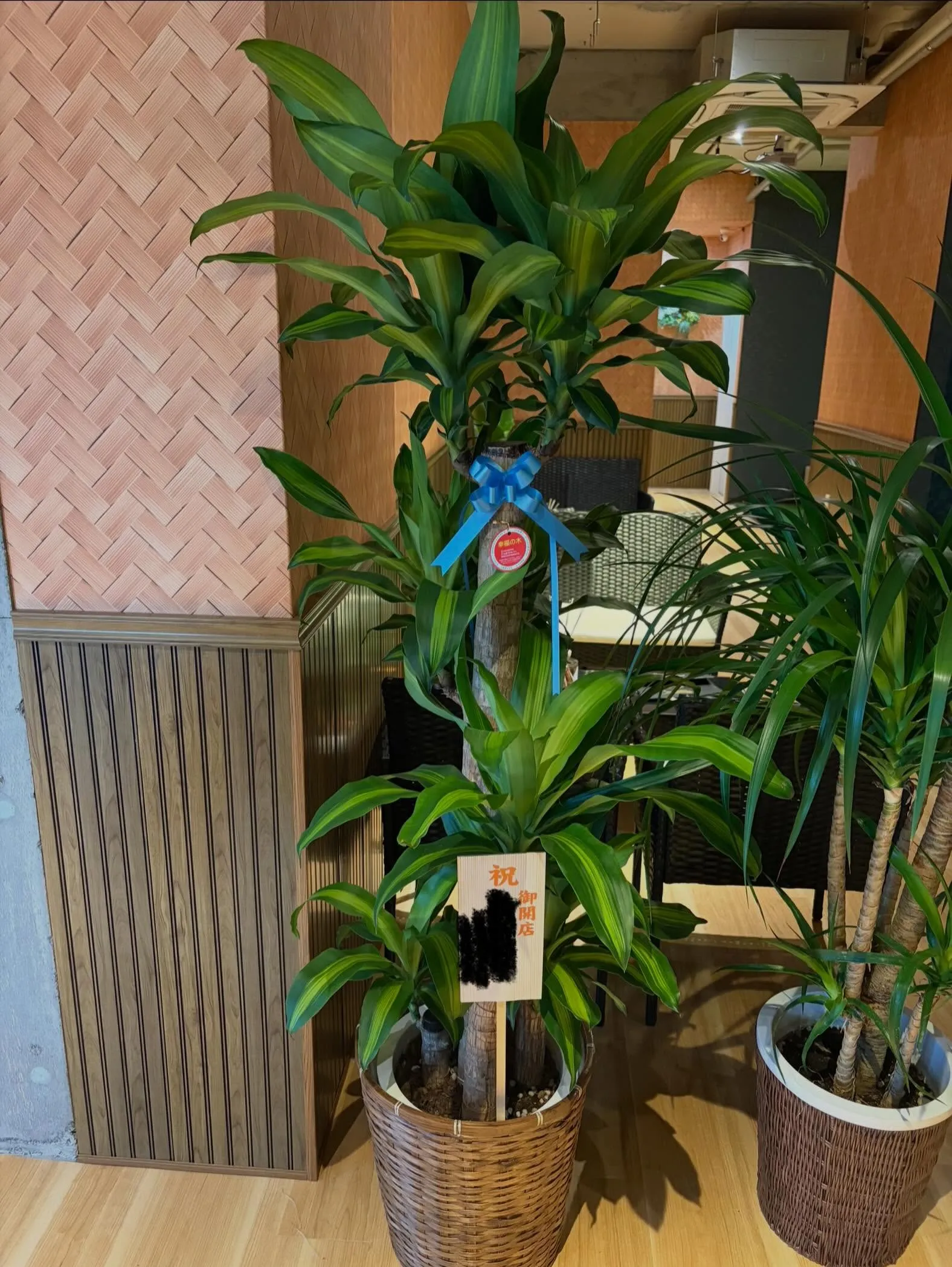ステキなお花と幸福の木いただきました🌸